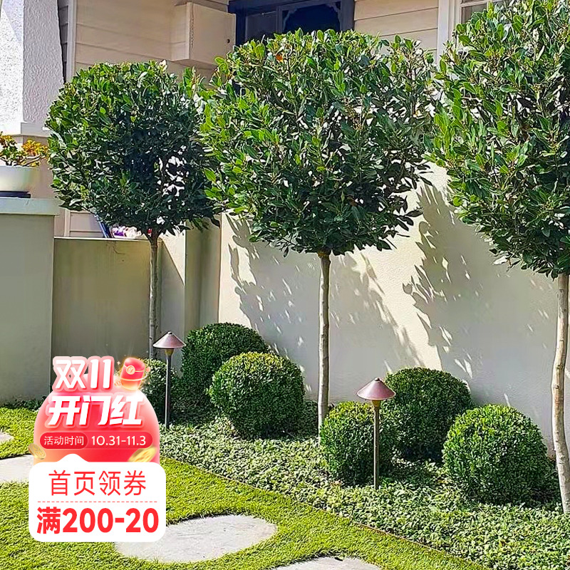 海蒂的花园 地中海月桂树苗香叶香料庭院四季常绿植物