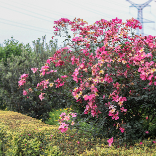开阳台庭院丰花植物 海蒂 花园 蝴蝶中国古老变色月季 盆栽苗四季