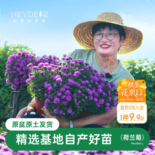 紫菀小卡罗可开花四季植物