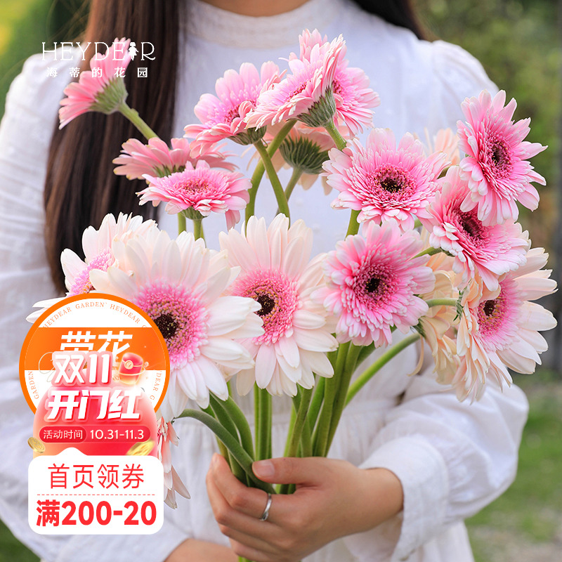 非洲菊阳台好养耐旱花期长切花