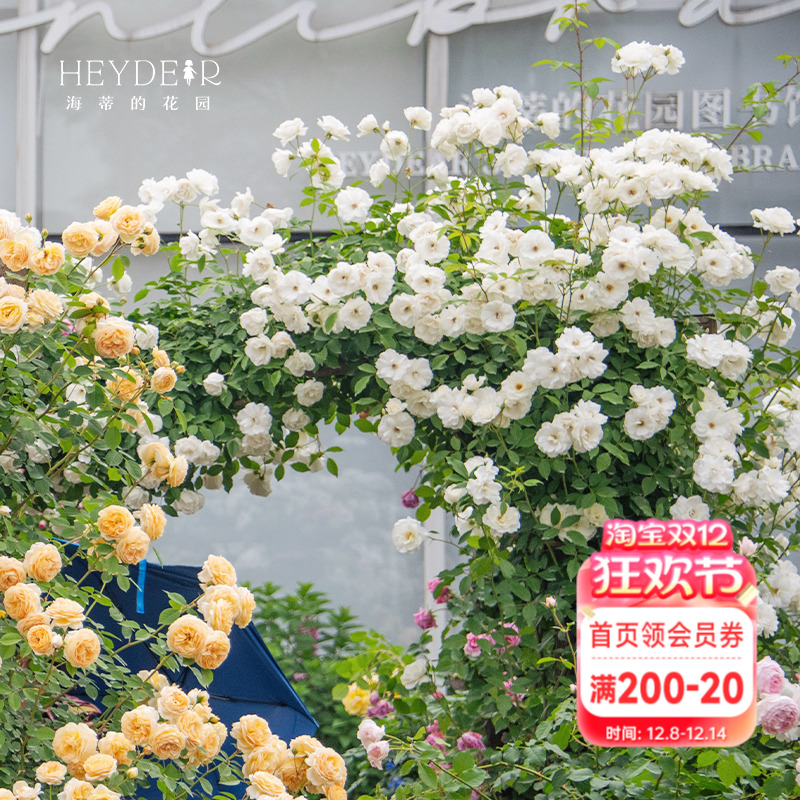 海蒂的花园藤本冰山爬藤月季花多