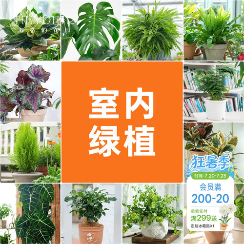 海蒂的花园室内绿植铂金钻龟背竹盆栽室内客厅桌面办公室观叶植物