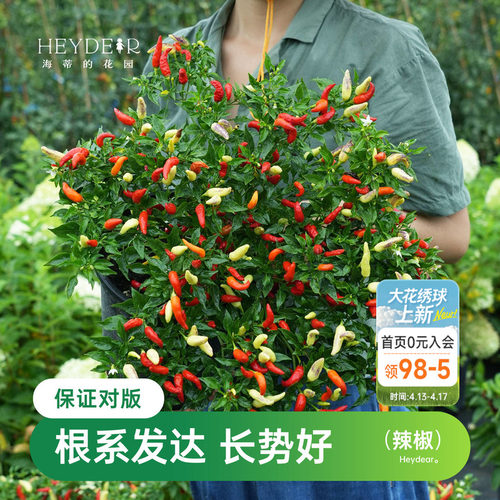 海蒂的花园辣椒苗盆栽秧苗满枝红阳台蔬菜苗果蔬海妈