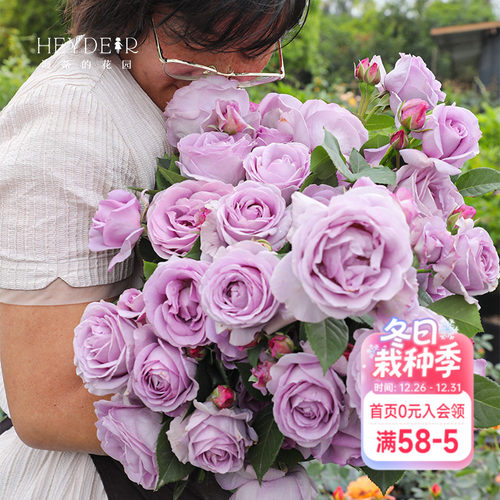 海蒂的花园月季盆栽苗灌木