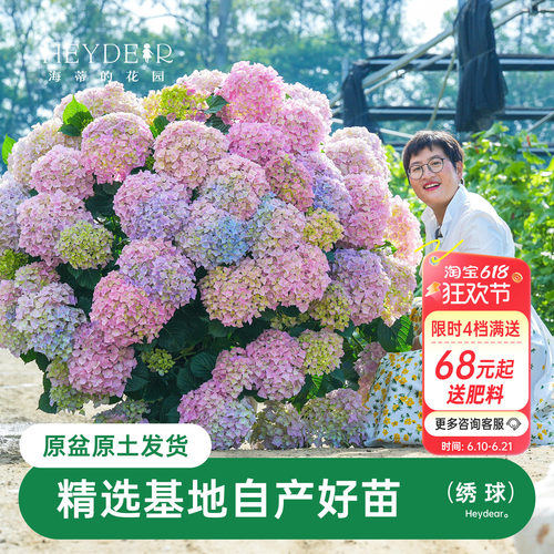 海蒂的花园绣球无尽银河庭院阳台
