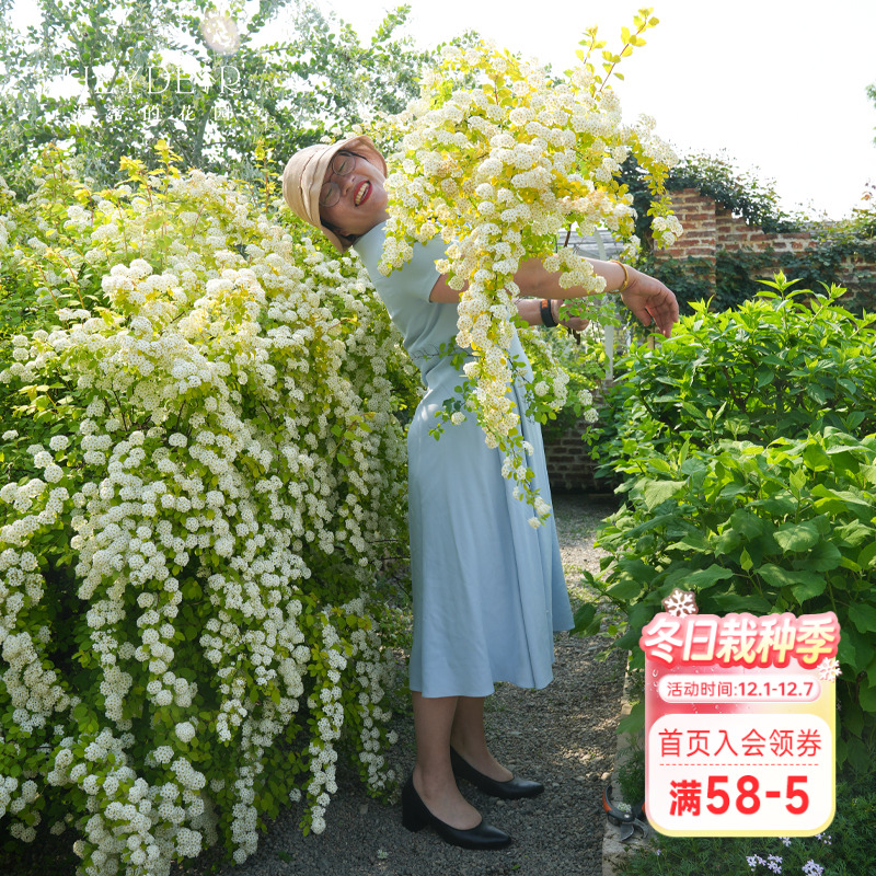 海蒂的花园绣线菊黄金喷泉庭院