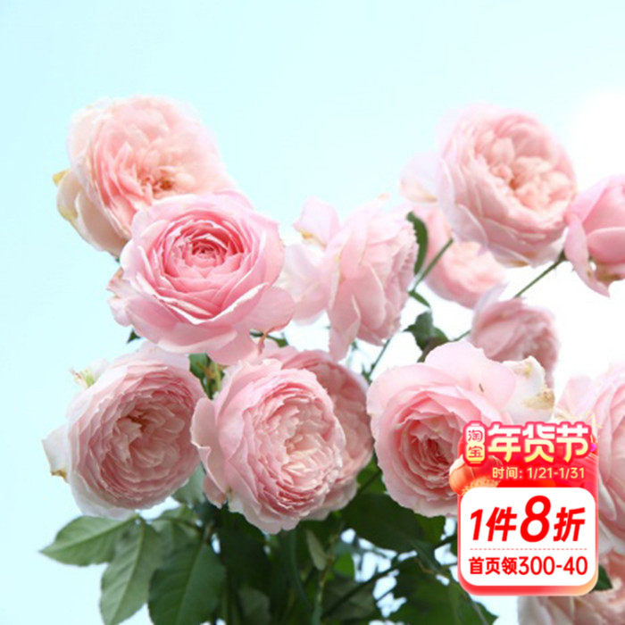 海蒂的花园 美咲日月灌木月季多季粉色浓香阳台庭院盆栽花卉花苗,鲜花速递/花卉仿真/绿植园艺,月季/蔷薇/玫瑰,淘宝优惠券,粉丝福利购,淘宝优惠卷