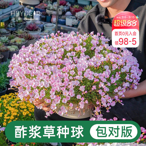 海蒂的花园酢浆草种球
