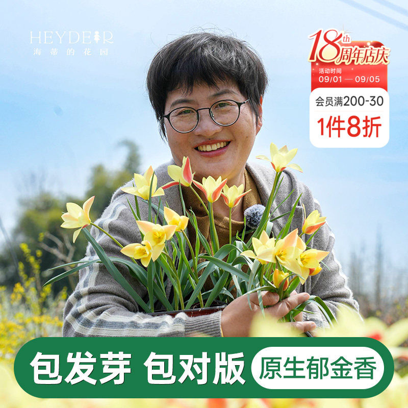 海蒂的花园迷你小花原生郁金香图片