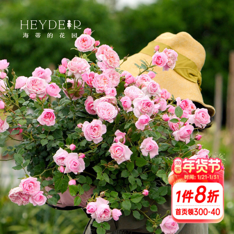 海蒂的花园月季铃之妖精勤花抗病微月阳台庭院盆栽花卉植物花苗,鲜花速递/花卉仿真/绿植园艺,月季/蔷薇/玫瑰,淘宝优惠券,粉丝福利购,淘宝优惠卷