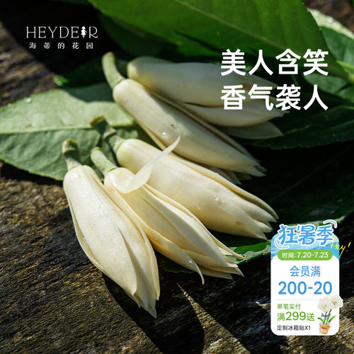 海蒂的花园黄葛兰黄角兰白兰花四川本土植物耐热香味花卉树苗盆栽