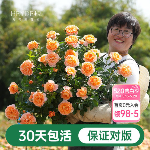 海蒂的花园月季花苗粉色龙沙宝石蓝色阴雨爬藤室外地栽盆栽