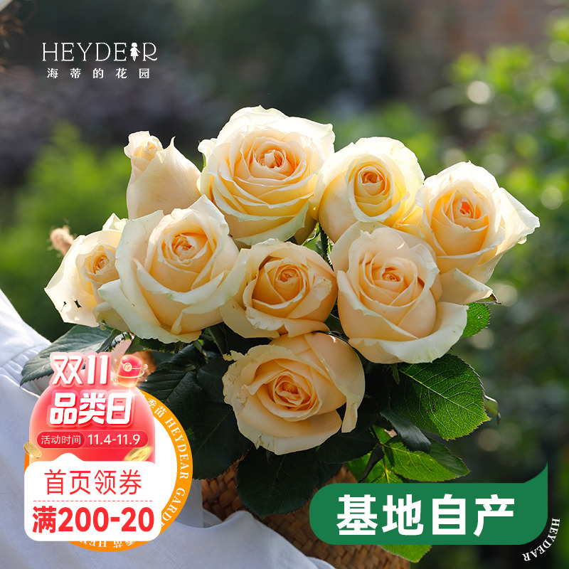 海蒂的花园蜜桃雪山直立月季