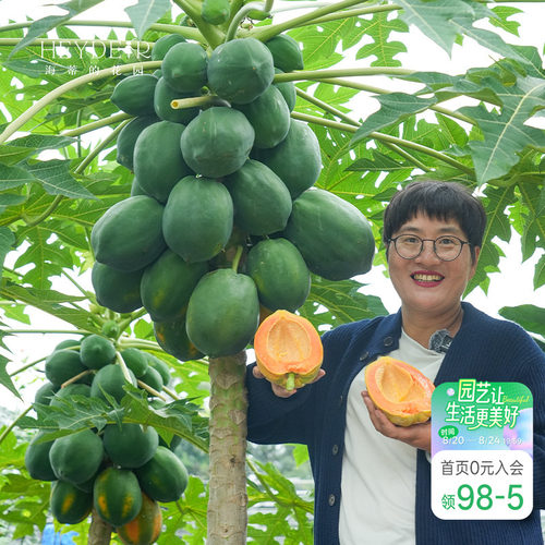 海蒂的花园 水果木瓜树苗盆栽苗南方种植庭院盆栽地栽果树果苗