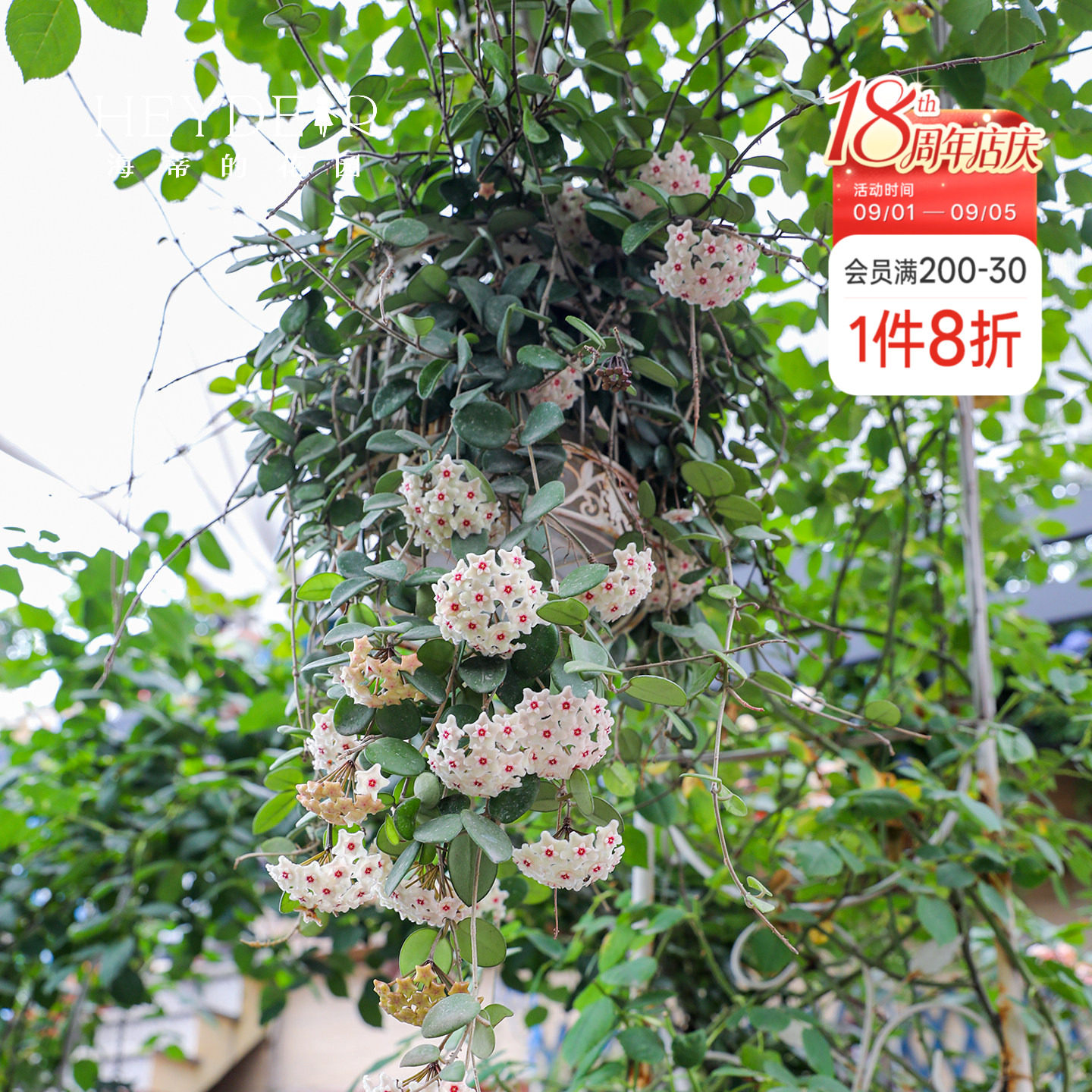 海蒂的花园球兰好养耐阴办公室桌面盆栽可垂吊花卉植物室内花绿植