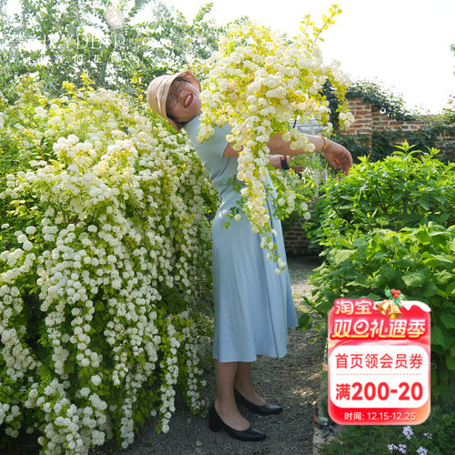 海蒂的花园绣线菊黄金喷泉庭院