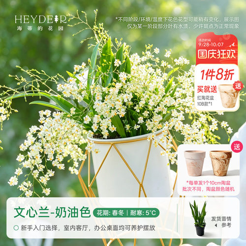 海蒂的花园成都总店文心兰盆栽兰花室内桌面绿植花卉植物好养海妈