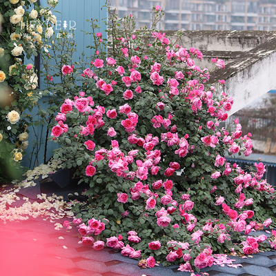 大游行爬藤月季花大有香味