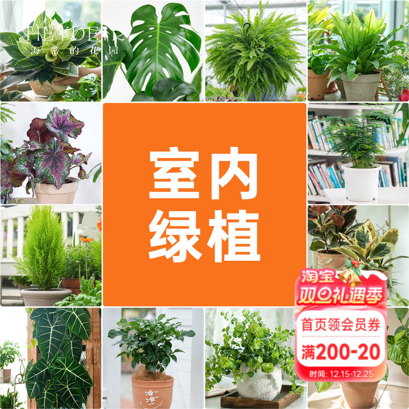 海蒂的花园室内绿植铂金钻龟背竹盆栽室内客厅桌面办公室观叶植物