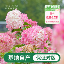 海蒂的花园圆锥绣球香草草莓石灰灯北方耐寒耐旱植物花卉盆栽海妈