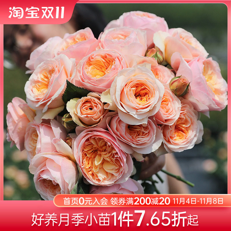 海蒂的花园月季花苗盆栽果汁阳台蓝色阴雨粉色龙沙宝石爬藤玫瑰花使用感如何?