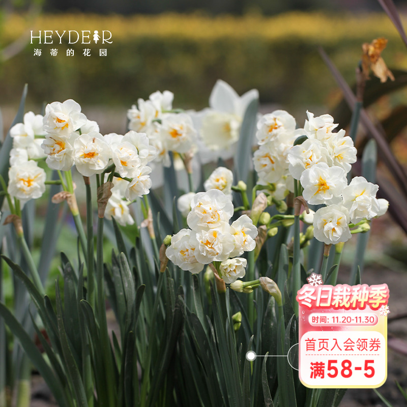 海蒂的花园洋水仙种球水仙水养盆栽冬季室内阳台开花