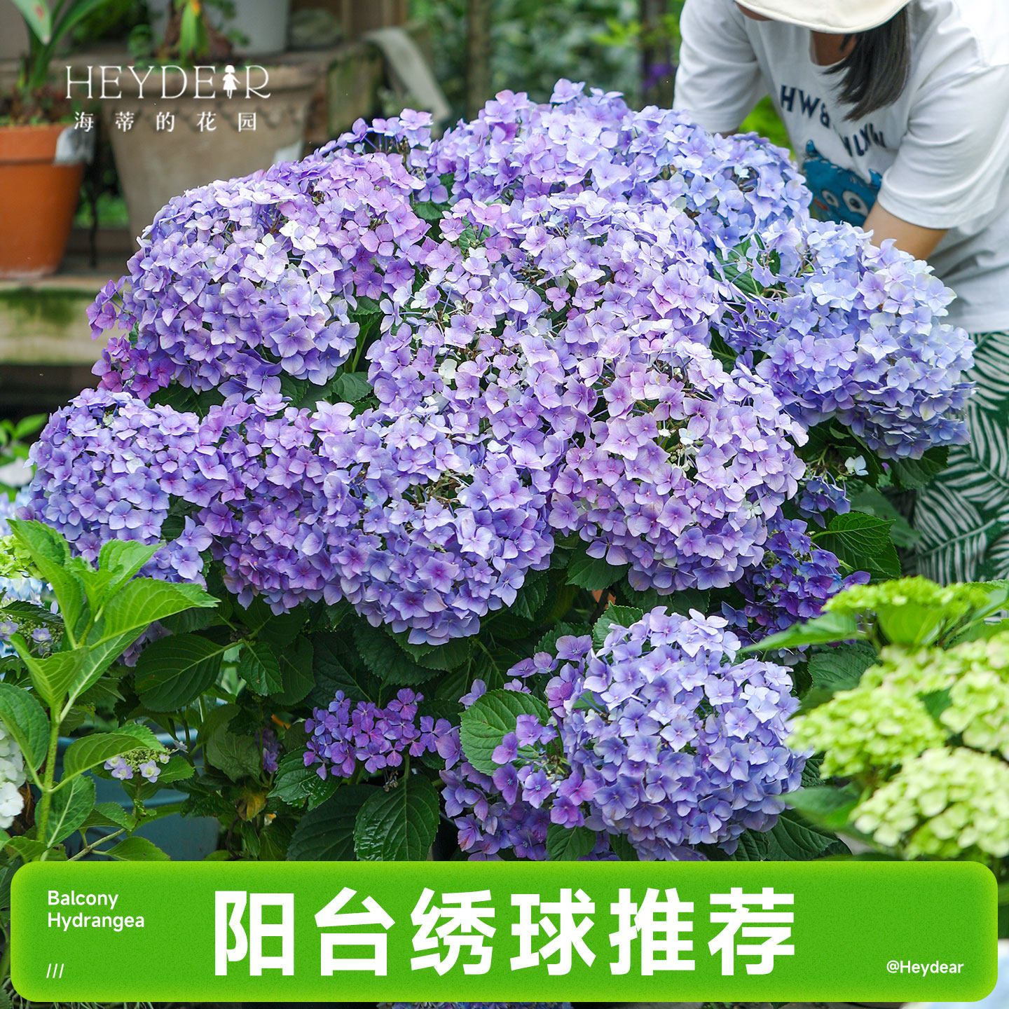 海蒂的花园成都总店大花绣球花苗阳台盆栽魔幻革命花卉植物,鲜花速递/花卉仿真/绿植园艺,绣球/木绣球/木本植物,淘宝优惠券,粉丝福利购,淘宝优惠卷