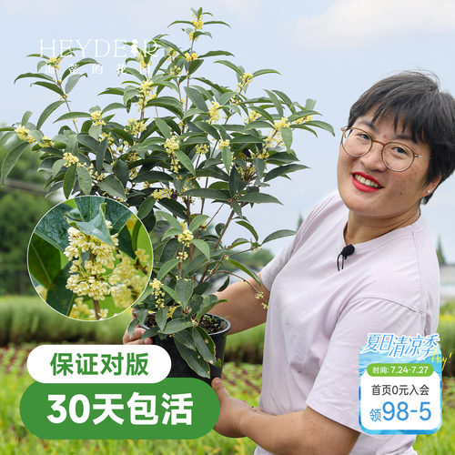 海蒂的花园桂花树苗四季桂盆栽