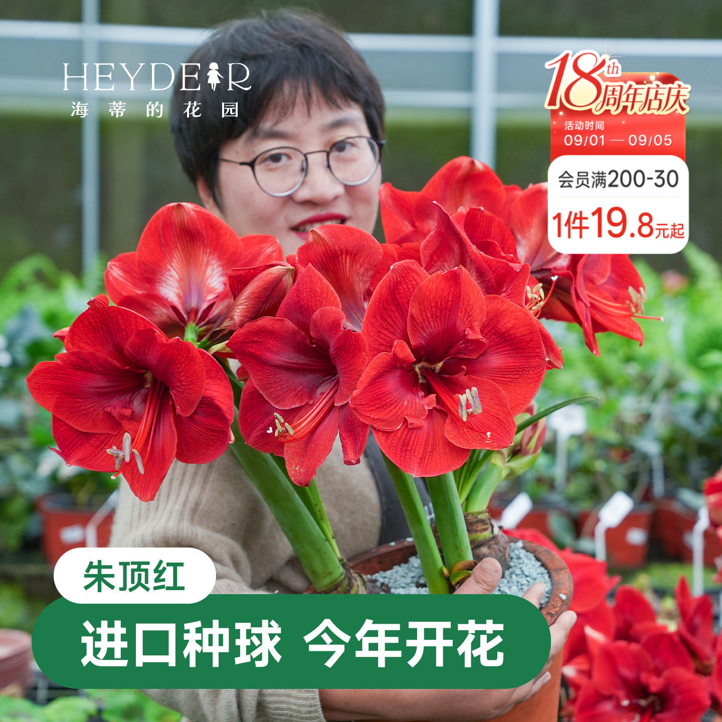 海蒂的花园朱顶红进口重瓣种球图片