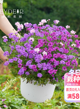 海蒂的花园 细叶美女樱多年生草本植物阳台庭院造景花卉盆栽苗