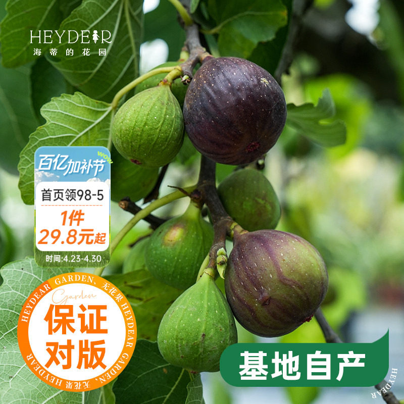 海蒂的花园无花果树果苗盆栽庭院家庭地栽水果树苗好种易养