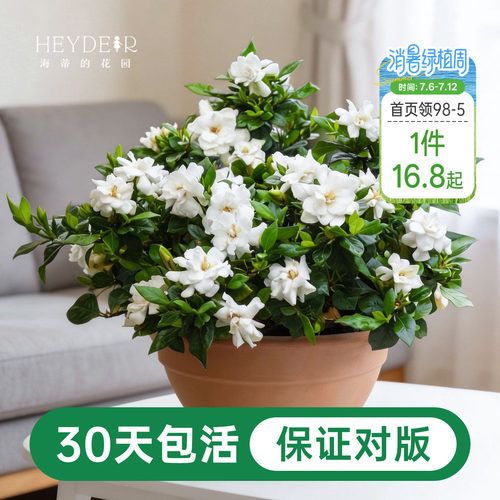 海蒂的花园栀子花盆栽树苗开花浓香花卉植物庭院阳台常绿植物