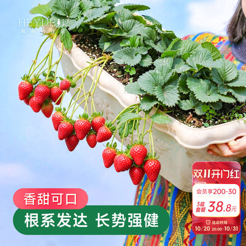 海蒂的花园成都总店草莓苗秧盆栽红颜章姬冰淇淋海妈家【包对版】