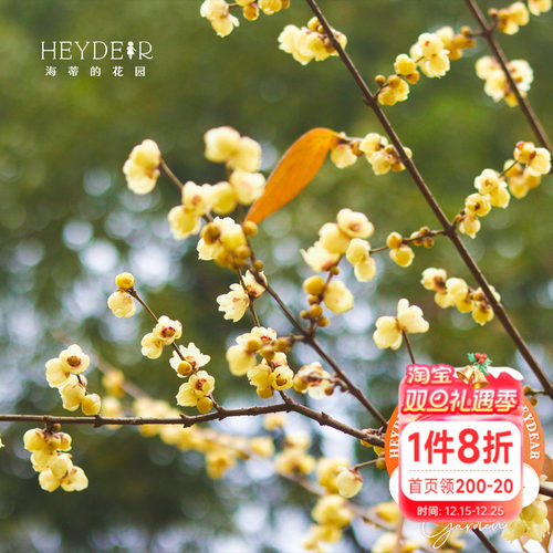 海蒂的花园腊梅花苗易活好养