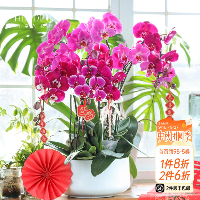 带花苞蝴蝶兰海蒂的花园图片
