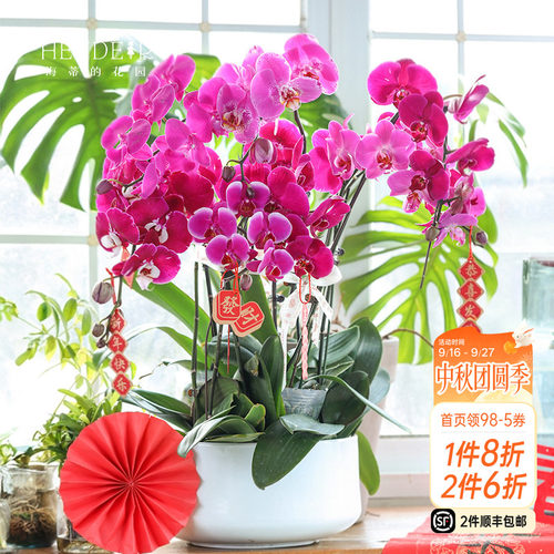 带花苞蝴蝶兰海蒂的花园