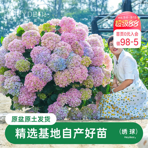海蒂的花园绣球无尽银河庭院阳台