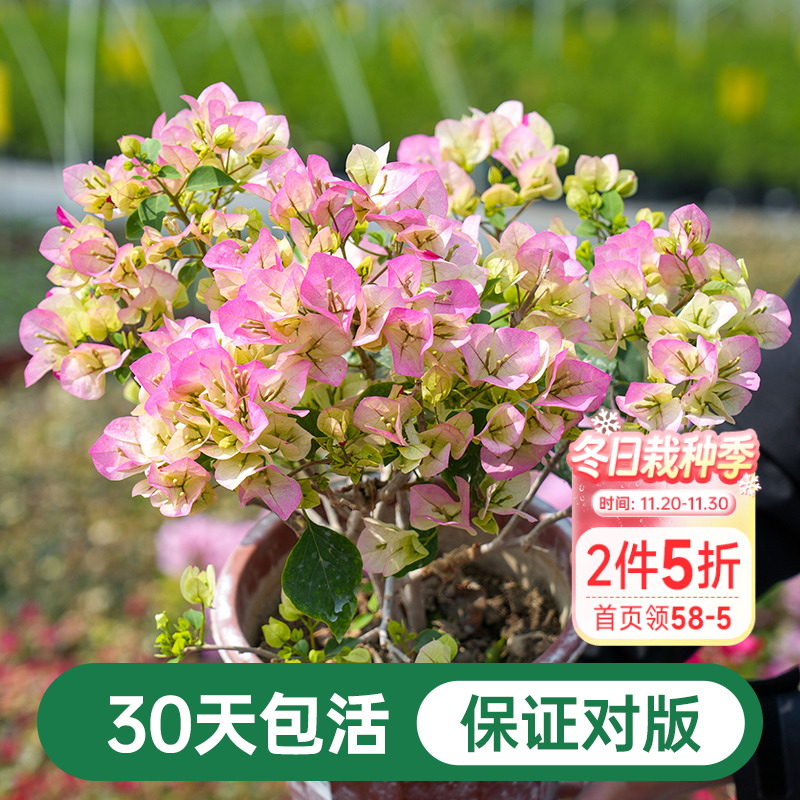 海蒂的花园三角梅盆栽爬藤灌木好养风景树植物阳台庭院花卉树苗