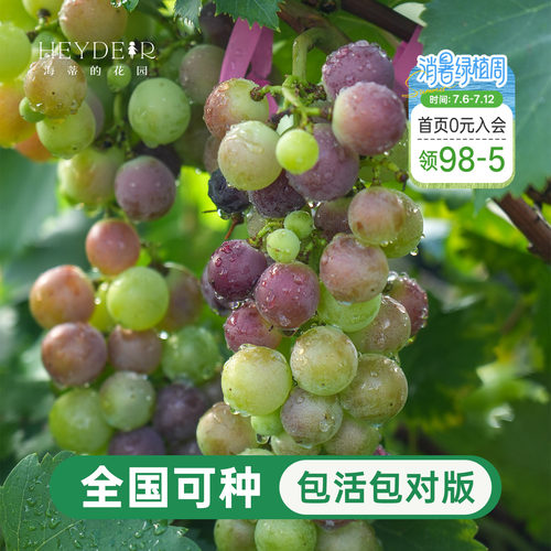 葡萄树苗盆栽寒香蜜庭院地栽耐寒阳光玫瑰巨峰圆叶种植爬藤大果苗