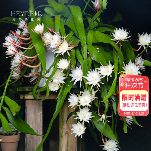 海蒂的花园月下美人昙花好养