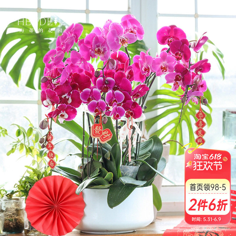 海蒂的花园蝴蝶兰盆栽带花苞宝贝兰花秋花苗冬室内年宵开花植物