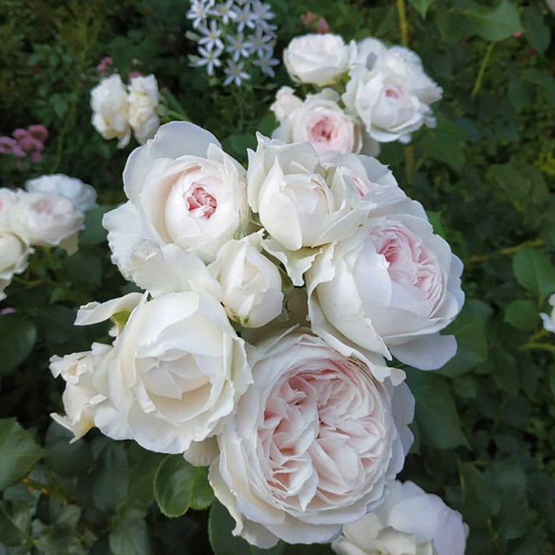 海蒂的花园月季花苗藤本爬藤月季粉色龙沙宝石阳台庭院花卉盆栽苗