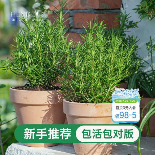 海蒂的花园迷迭香盆栽可食用室内绿植桌面阳台庭院老桩植物种植苗