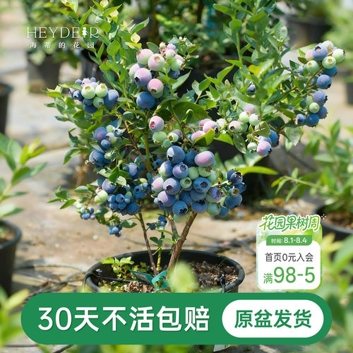 海蒂的花园成都总店蓝莓树果苗盆栽阳台庭院地栽保证对版海妈推荐