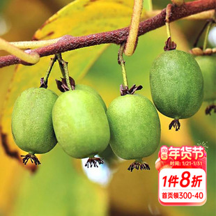 海蒂的花园软枣猕猴桃多年生耐寒藤本果树花园庭院爬藤植物盆栽苗