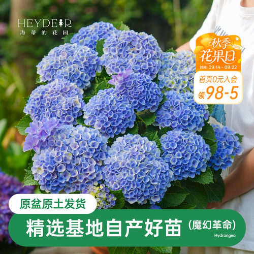 海蒂的花园魔幻革命绣球花苗阳台盆栽推荐基地自产好养花卉植物