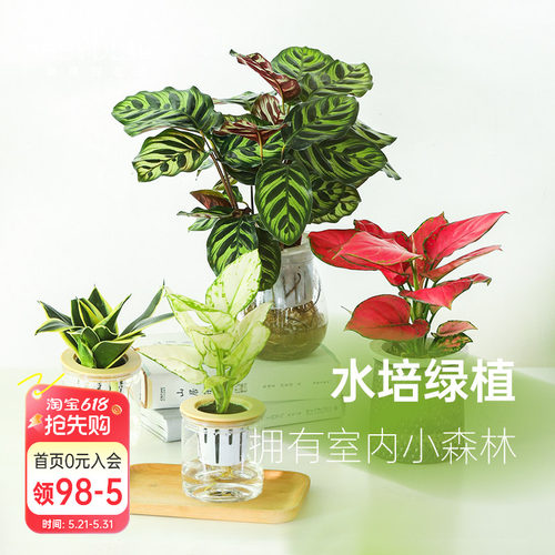 海蒂的花园桌面绿植盆栽