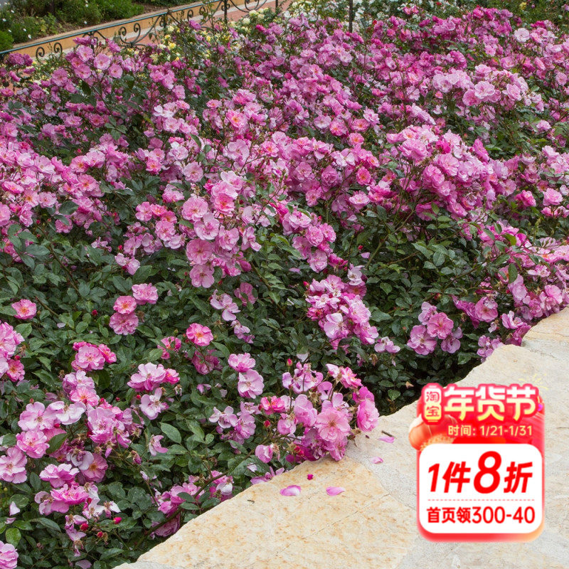 海蒂的花园 薰衣草玫迪兰耐热丰花月季庭院地被花卉植物盆栽苗,鲜花速递/花卉仿真/绿植园艺,月季/蔷薇/玫瑰,淘宝优惠券,粉丝福利购,淘宝优惠卷