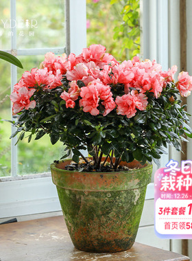 海蒂的花园 杜鹃花耐阴室外庭院阳台多年生灌木盆栽花卉植物花苗