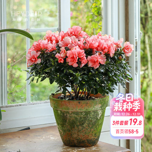 海蒂的花园杜鹃花耐阴室外